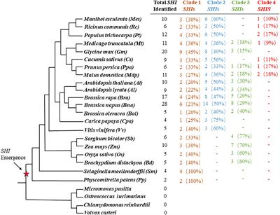 Molecular evolutionary analysis of the SHI/STY gene family in land plants: A focus on the Brassica species